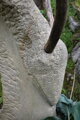 Capricorn