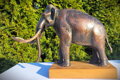 Columbian Mammoth