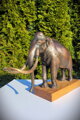 Columbian Mammoth