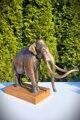 Columbian Mammoth