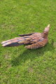 Bird II