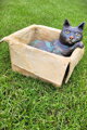 Tomcat in a box
