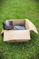 Tomcat in a box