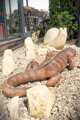 Iguana