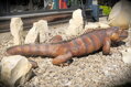 Iguana