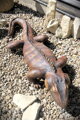 Iguana
