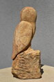 Barn owl