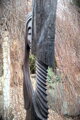 The face of the Eneolithic