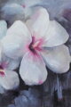 Hibiscus flowers - white