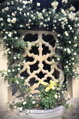 Stone Lace