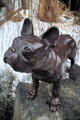 Bulldog