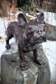 Bulldog
