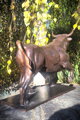 Bull