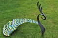 Blue Peacock