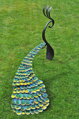 Blue Peacock