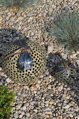 Dragonflies on Balls