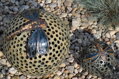 Dragonflies on Balls