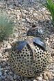 Dragonflies on Balls