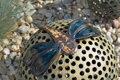 Dragonflies on Balls