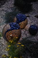 Balls with blue flowers