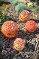 Set of red spheres