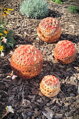 Set of red spheres