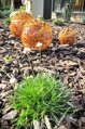 Set of orange spheres