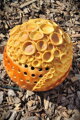 Set of orange spheres