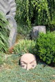 Head