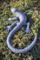 Lizard