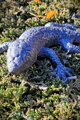 Lizard