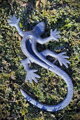 Lizard