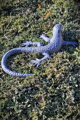 Lizard