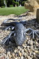 Lizard