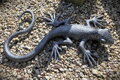 Lizard