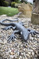 Lizard