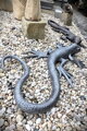 Lizard
