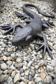 Lizard