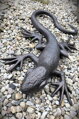 Lizard