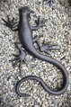 Lizard