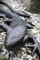 Lizard