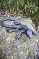 Lizard
