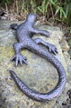 Lizard