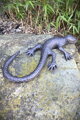 Lizard