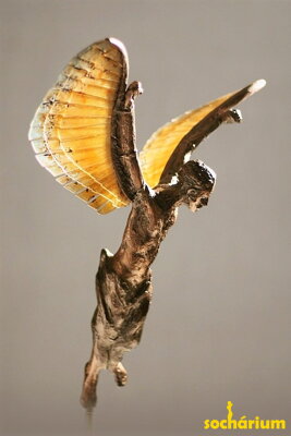 Icarus' fall