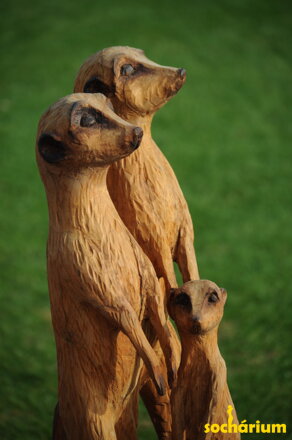 Suricates