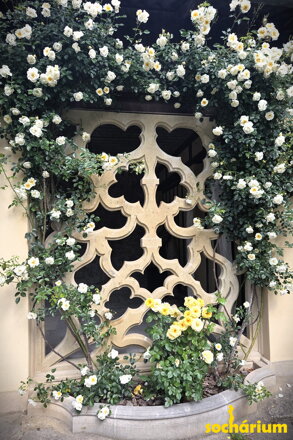 Stone Lace