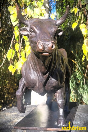 Bull