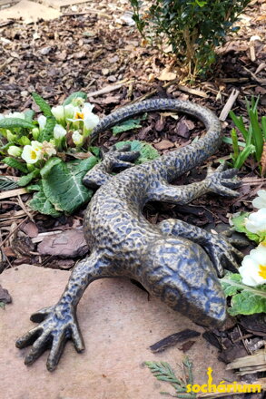 Lizard