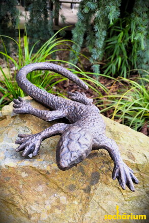 Lizard